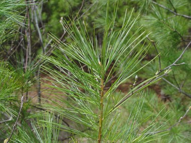 pinus-strobus-le-dcameron-b.jpg